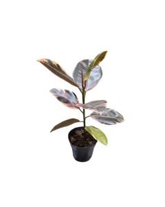 Ficus elastica Variegated Rubber Plant 55cm