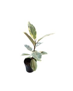 Ficus elastica Variegated Rubber Plant (cream)55cm