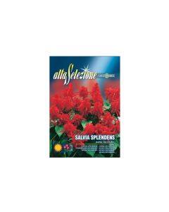 AL Salvia Splendens - Nana Incendio Seeds