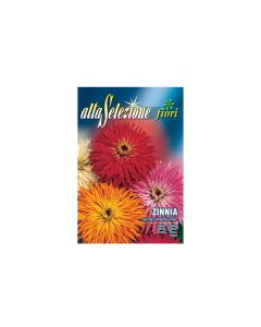 AL Zinnia Cactus Multicolor Seeds