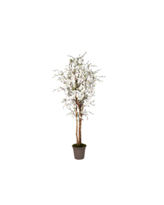 VV Art.Peach Tree Medium