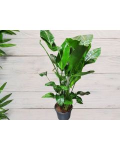 Strelitzia Nicolai "Wild Banana" (XL)