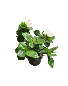 Gardenia Jasminoides