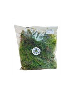 HOF - Moss - Flat - Small