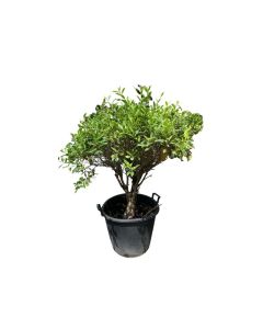 Ficus Nitida