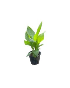 Canna Flaccida