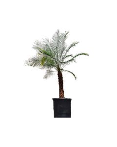 Phoenix Roebelenii (Dwarf Date Palm)