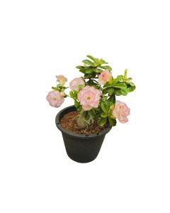 Adenium Obesum - Desert Rose