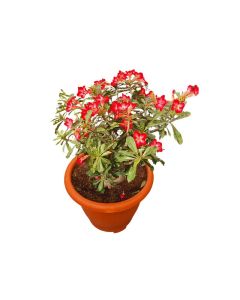 Adenium Obesum (XL) - Desert Rose