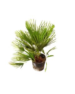 Chamaerops humilis Vulcano (small)