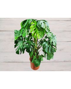 Monstera Deliciosa "Swiss Cheese Plant"