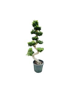 S Shaped Bonsai Big