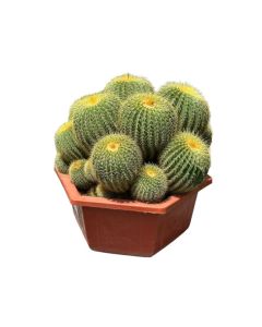 Cactus Multi Round