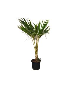 Latania Lontarodies "Red Latan Palm"
