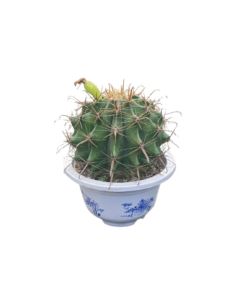 Ferocactus Viridescens