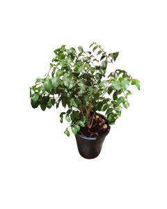 Cryptostegia Madagascariensis (Purple Rubber Vine)