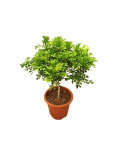 Aglaia Odorata