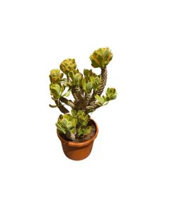 Euphorbia variegata "Variegated Euphorbia"
