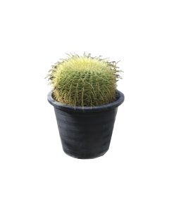 Echino Cactus - Outdoor