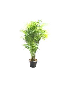 Chrysalidocarpus - Areca Palm Outdoor Plant
