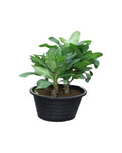 Euphorbia Holland -Outdoor Plant
