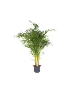 Areca Palm Indoors - Air Purifying Plant - 180- 200 cm
