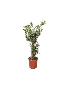 Dracaena Song Of Jamaica