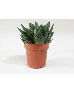 Gasteria Flow - Indoor Plant