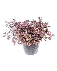 Iresine Lindenii or Bloodleaf Plant