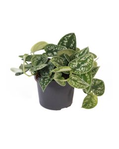 Scindapsus Pictus in pot