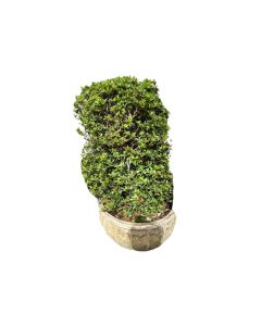 Ixora Chinesis Cylinder