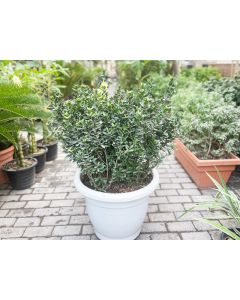 Ixora chinensis