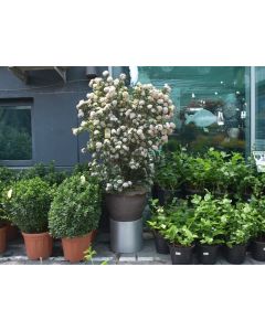 Ixora Chinensis Cylinder Shape