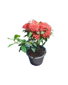 Ixora Chinensis Mix- Small