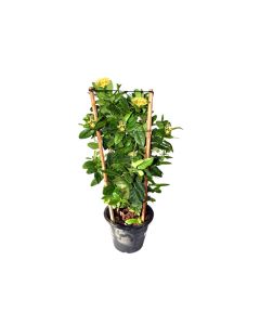 Ixora Coccinea Yellow