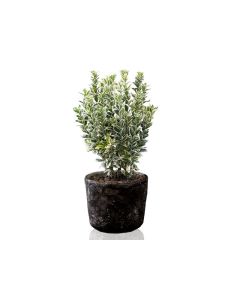 Euonymus japonicus