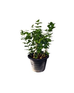 Jasmine- Jasminum Sambac - Outdoor