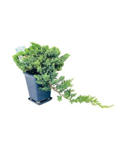 Bonsai Mixed - Juniperus
