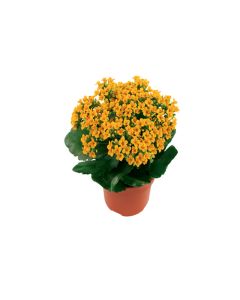 Kalanchoe Yellow Orange