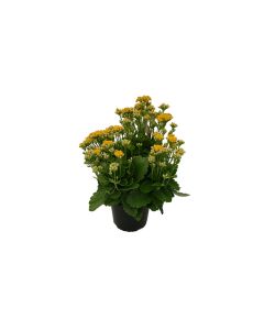 Kalanchoe mix