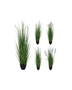 KI Grass Plant in Pot Assorted