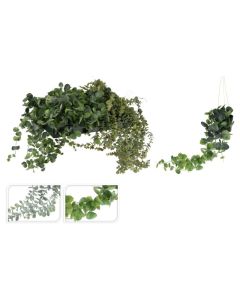 KI Hanging Plant in PP Pot 2 Assorted