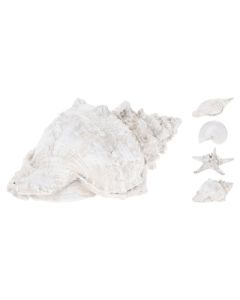KI Shell and Sea Star Assorted