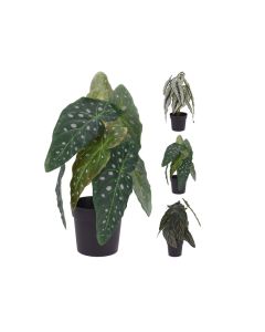 KI Artificial Plant Calathea In Pot 3 Assorted 33cm