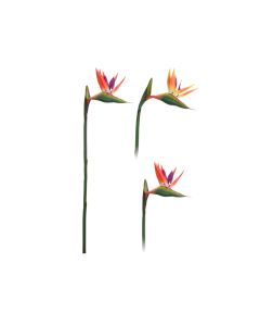 KI Paradise Flower 2 Assorted 80cm