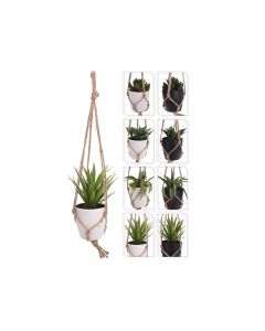 KI Plant in Hanging PP Pot 8 Assorted