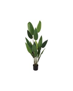 KI Plant in Pot 175cm Tall
