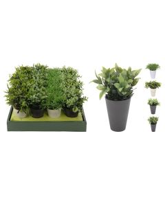 KI Plant In Pot 4 Assorted 7 inches