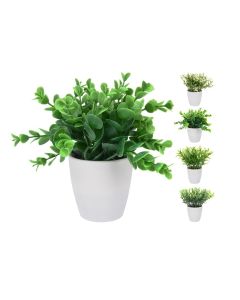 KI Plant In White Round Pot 4 Assorted 16cm