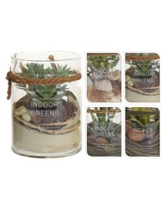 KI Sacculent Plant in Glass Pot 100X135cm